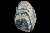 Partial Southern Mammoth Molar - Hungary #87543-2